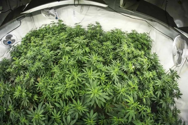 marijuana growing supplies | marijuana in growing room
