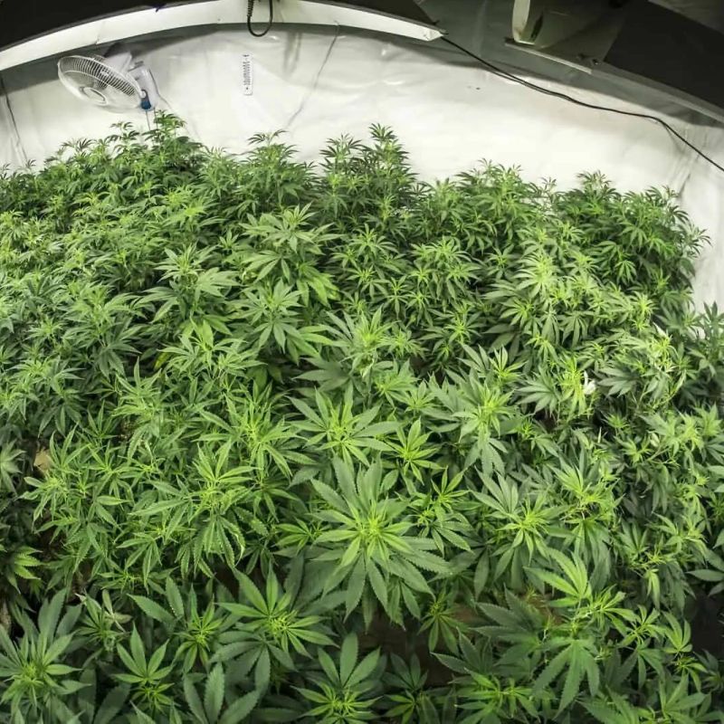 marijuana growing supplies | marijuana in growing room