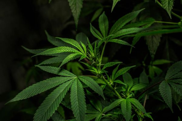 cannabis curing | cannabis plant