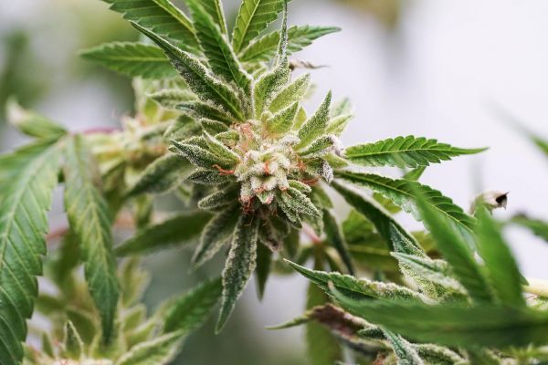 can you smoke a fresh picked bud? | cannabis plant