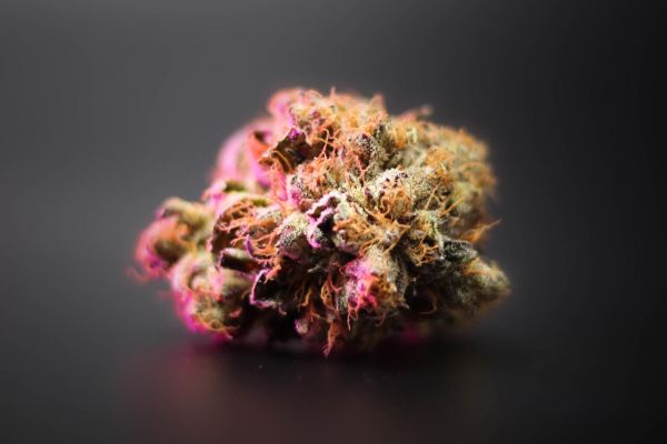 medical cannabis laws | cannabis with pink light