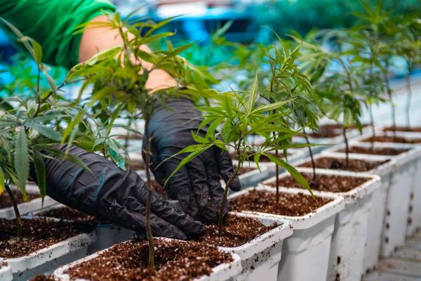 outdoor home cannabis grow | person tending to cannabis plants