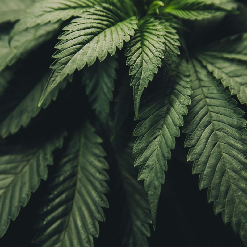 commercial cannabis growing supplies | cannabis plant