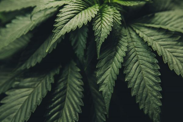 commercial cannabis growing supplies | cannabis plant