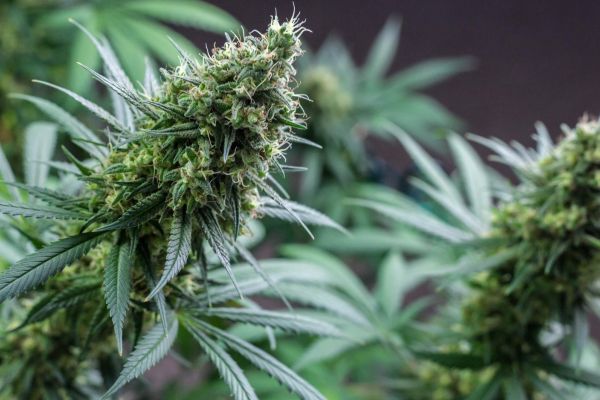 curing cannabis | proper cannabis storage | cannabis plants