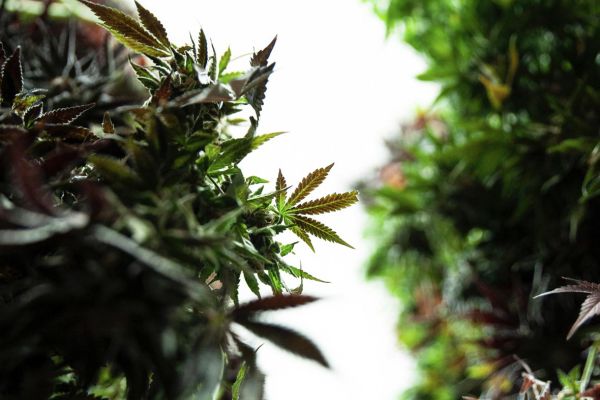 best grow tent features & setup | cannabis plants