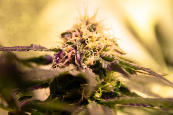 5 tips for growing weed at home | cannabis plant