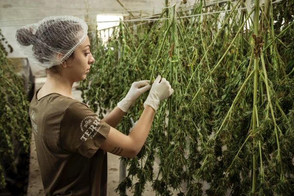 cannabis curing tips | cannabis curing methods | woman drying cannabis
