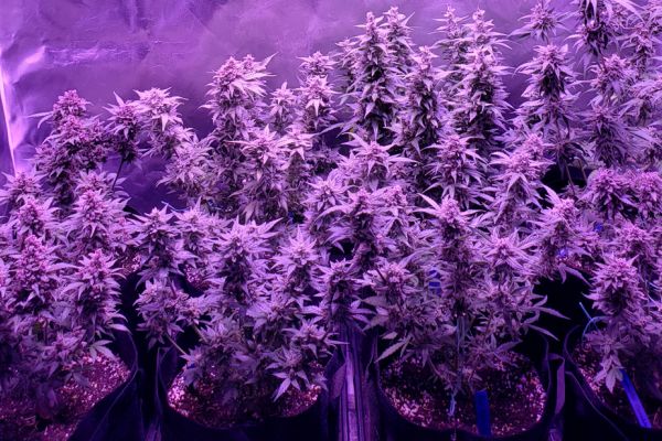 how to cure cannabis style guide | indoor weed growing
